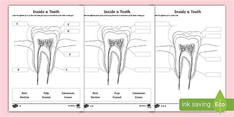 Parts Of A Tooth Worksheet