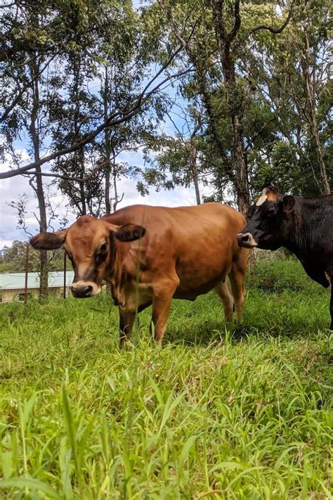 Cow Cuddle Therapy Airbnb