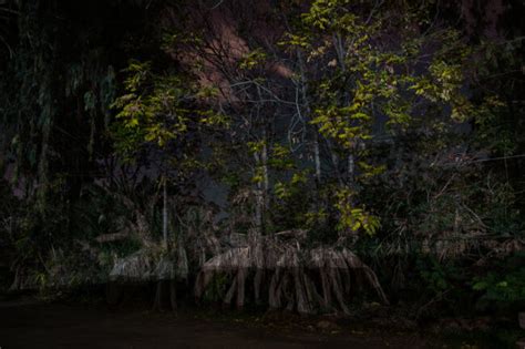 Albero Oscuro AFI Archivio Fotografico Italiano