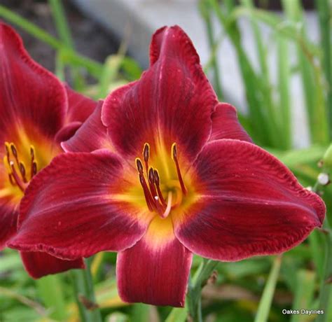 Red Volunteer06 V13 Red Daylily Oakes Daylilies