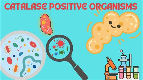 Catalase Positive Organisms Youtube