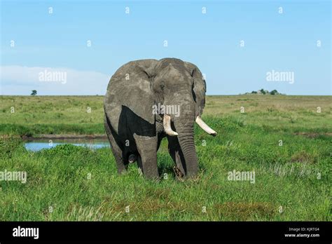 A male African Elephant tusker Stock Photo - Alamy