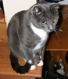58 Best Grey Tuxedo Cats ideas | cats, grey tuxedo, cats and kittens