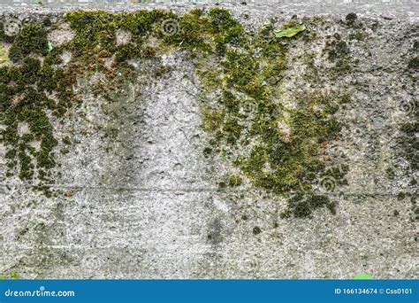 Old Concrete Wall With Moss Texture Of Weathered Concrete Moss Covered