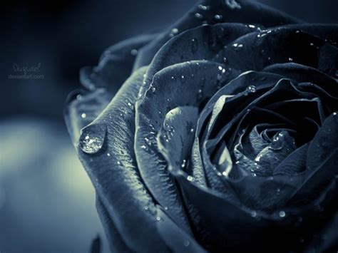 Black Rose Wallpaper HD 34448 - Baltana