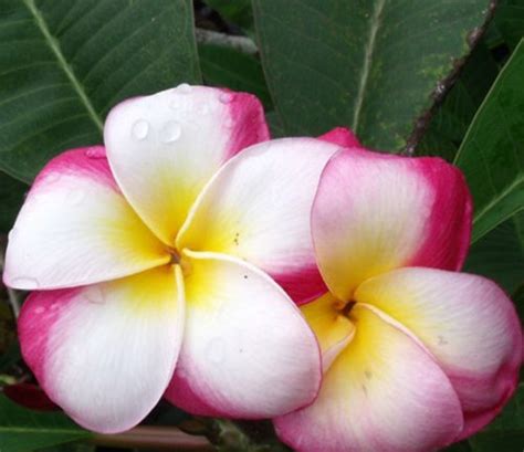 Home Scented Garden Frangipanis