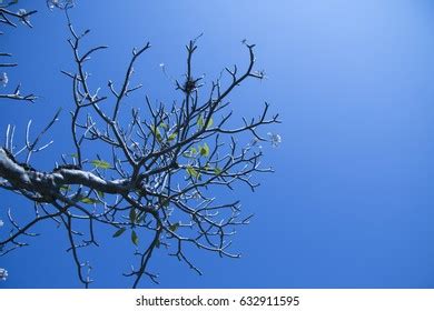 Naked Branches Bodhi Tree Yellow Leaf Stock Photo Shutterstock