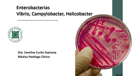 Microbiología Enterobacterias Salmonella Vibrio Campylobacter