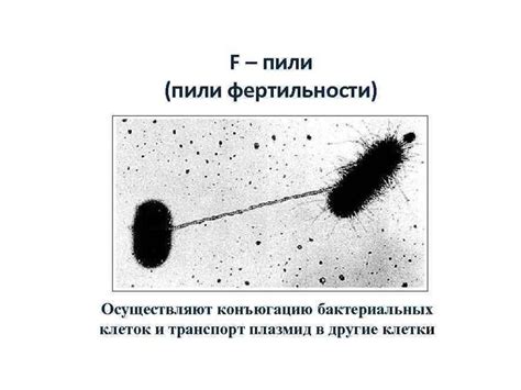 Дополнительные структуры бактериальной клетки. Лекция 2 - презентация ...