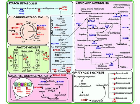 Schematic Diagram Summarizing Changes In Primary Metabolic Enzymes Of