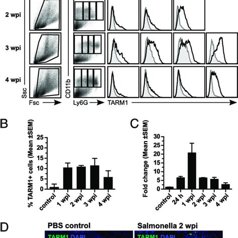 Tarm Costimulates The Secretion Of Proinflammatory Cytokines By