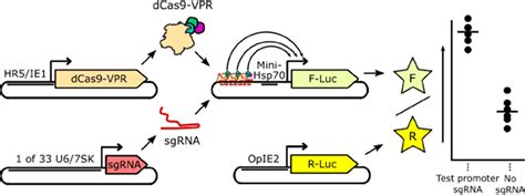 Dcas9−vpr Assay Components Our Assay Consists Of Four Plasmids Each Download Scientific