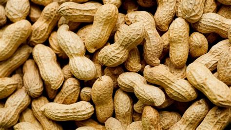 Eating Peanuts Early In Life May Reduce Risk Of Developing Peanut