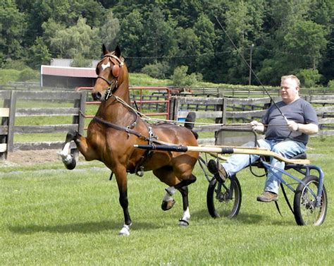 Hackney Horse Breed Info Facts Artofit