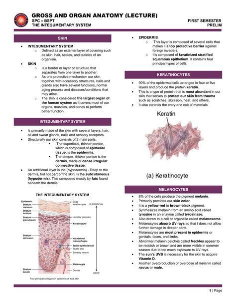 SOLUTION Gross Organ Anatomy Studypool