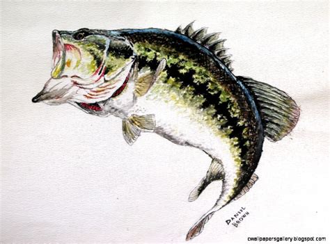 Largemouth Bass Drawing at GetDrawings | Free download