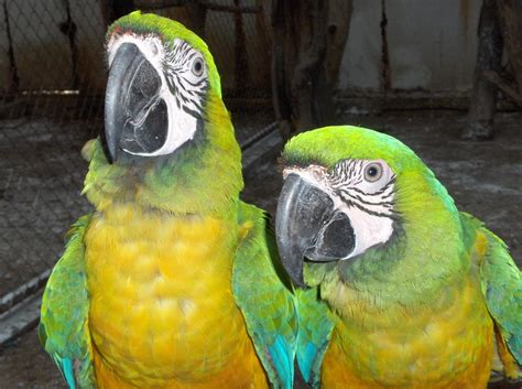 fotos gratis naturaleza bosque pajaro animal fauna silvestre