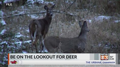 Dont Veer For Deer Idot And Idnr Remind Motorists