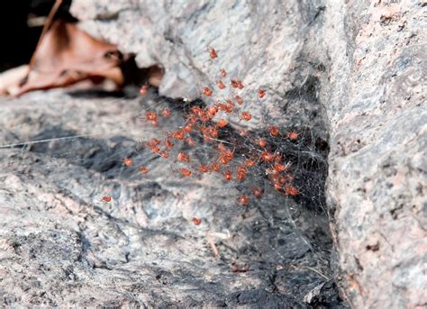 Baby Black Widow Spiders Blue Hills MA Mark Lotterhand Flickr