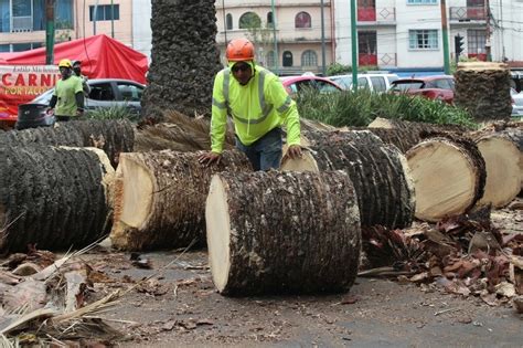 La Jornada Retiran 155 palmeras muertas en la alcaldía BJ