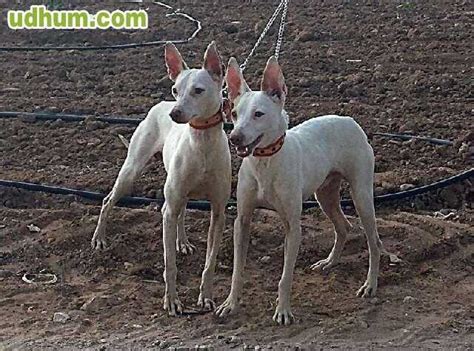 Podenco De Talla Chica Para Montas