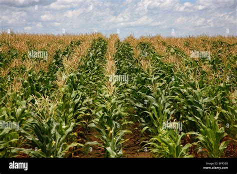 Field Of Maize Plants Stock Photo Royalty Free Image 26939427 Alamy