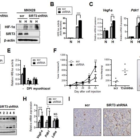 Sirt Knockdown In Gastric Epithelial Cells Increases Hif Activity