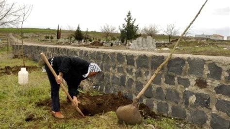 Evinin Önündeki Ağacı Kesti Ceza Olarak 30 Fidan Dikti Son Dakika