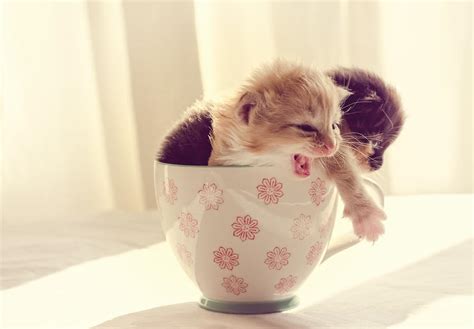 Two Cute Kittens In A Cup Photograph By Spikey Mouse Photography Fine