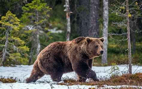 Bear Crawl Variations – Complete Form Guide and Video Tutorial