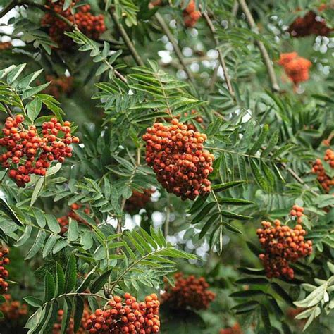 Sorbus Aucuparia Serbal De Los Cazadores Verdify