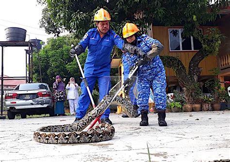 APM Tangkap Ular Sawa Seberat 60 Kg Utusan Malaysia