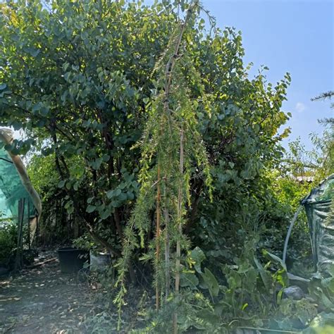 Atlaski Cedar pendula deodara Sadnice