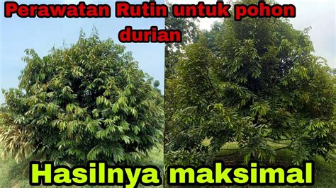 Penyemprotan Dan Perawatan Pohon Durian Musim Penghujan YouTube