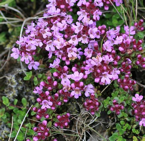 Thymuspraecoxarcticusiceland53 Thymus Praecox Subsp Flickr