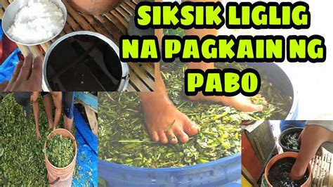 Siksik Liglig Na Pagkain Ng Aking Mga Pabo Youtube