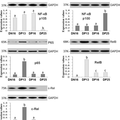 Expression Of Nf κb P105 Nf κb P100 P65 Relb And C Rel Proteins In