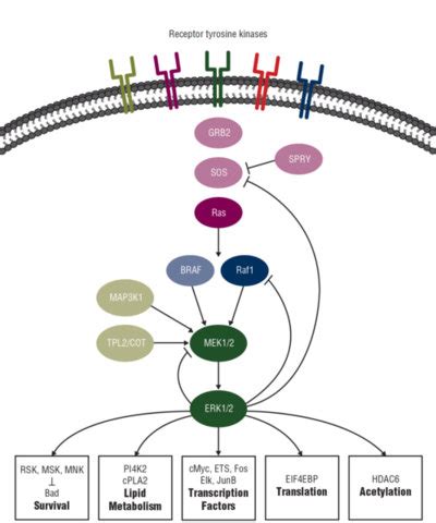 News Articles Esmo