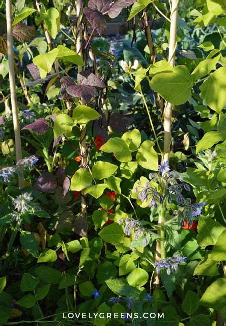 7 Ways To Make Bean Supports For Climbing Beans Lovely Greens