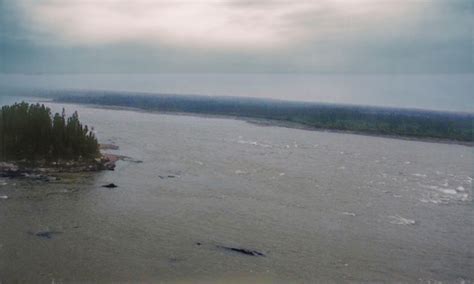 Lake Sturgeon In The Ksnc Area Kischi Sipi Namao Nelson River