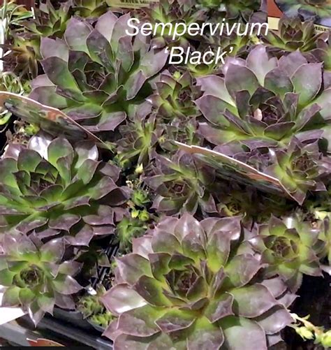 Cold Hardy Succulents For Northern Climates