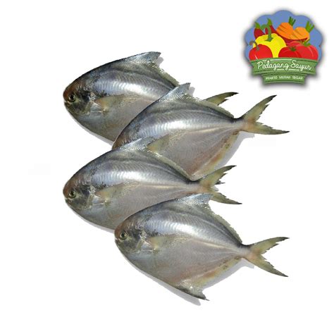 Jual Ikan Bawal Laut Segar 500 Gram Shopee Indonesia