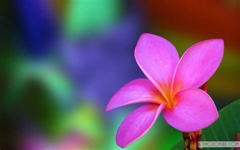 Beautiful Colorful Flowers Wallpapers - Wallpaper Cave