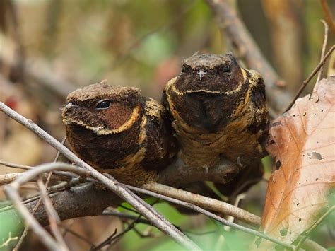 Great Eared Nightjars Great Eared Nightjar Lyncornis Mac Flickr