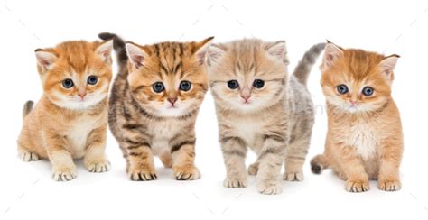 Portrait Of Four Kittens Stock Photo By Okssi68 Photodune