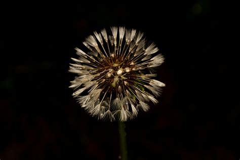 Dandelions In April 2024 By Alan Yoshioka INaturalist