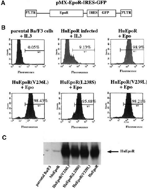 Expression Of EpoR Mutants In Ba F3 Cells A Schematic Showing The