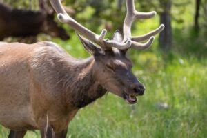 Deer Parasites - A Complete Guide on the Parasites Deer Can Contract