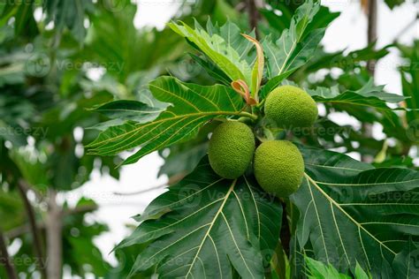 Breadfruit On Breadfruit Tree With Green Leaves In The Garden Tropical