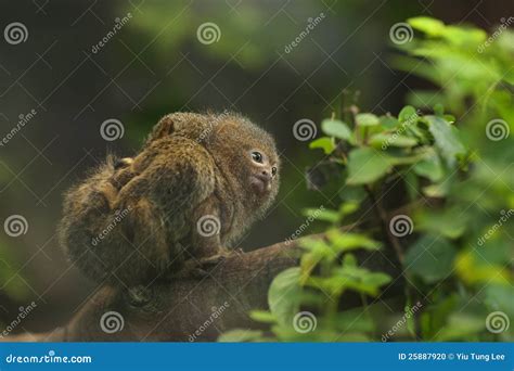 Pygmy Marmoset Smallest Monkey In The World Stock Photo Image Of